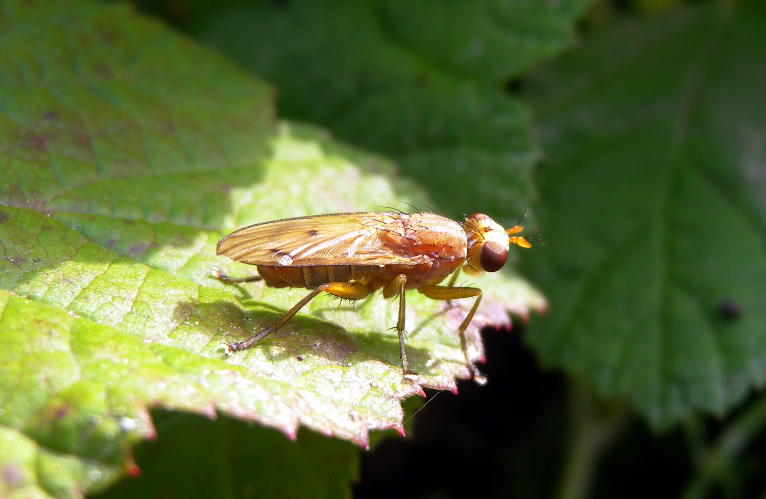 Sciomyzidae